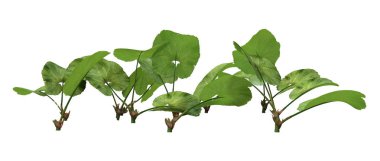 3d Rending Butterburs Beyaz Üzerine Bitkiler