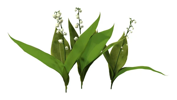 3D Rendering Lily of the Valley Flowers on White — Stock Photo, Image
