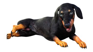 Beyaz 3d Rendering Dachshound