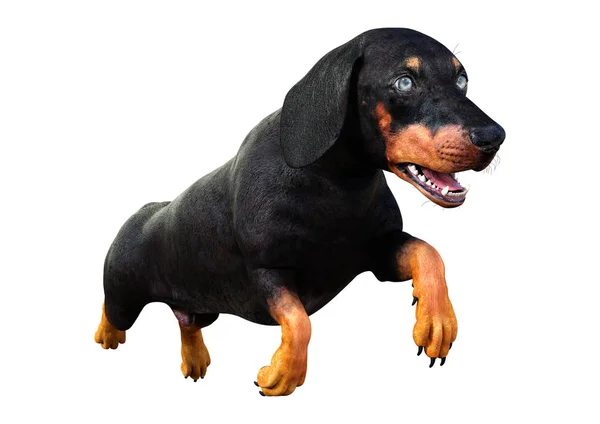 3d 渲染 Dachshound 在白色 — 图库照片