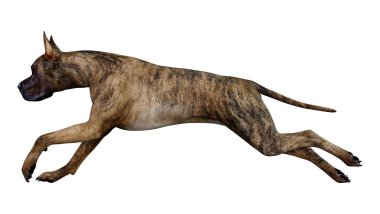 3D Rending Great Dane Dog on White