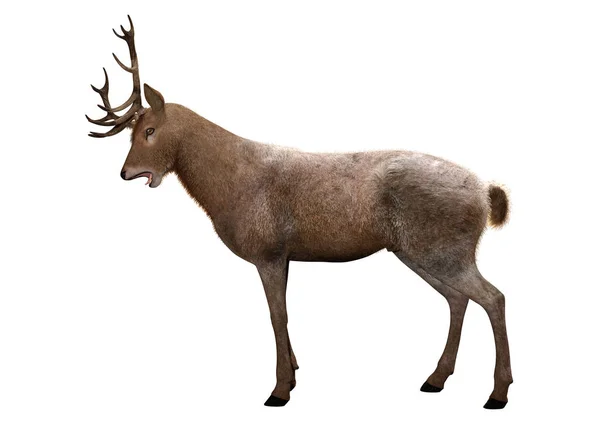 3D Rendering Male Deer on White — Stock Photo, Image