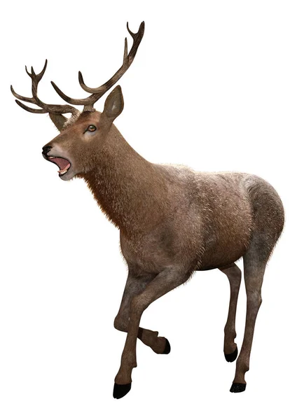 3D Rendering Male Deer on White — Stock Photo, Image