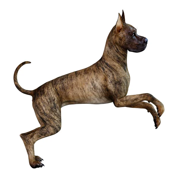 3D-Rendering großer Däne Hund auf weiß — Stockfoto