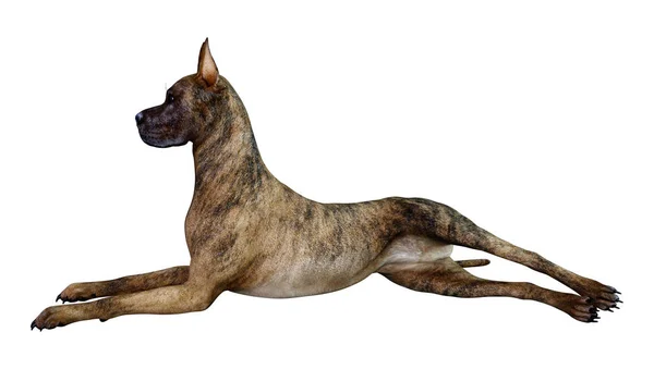 3D-Rendering großer Däne Hund auf weiß — Stockfoto