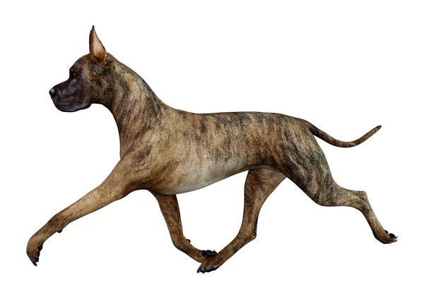 3D-Rendering Great Dane Dog på vitt — Stockfoto