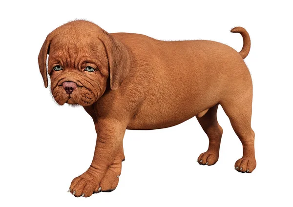 3D rendering puppy op wit — Stockfoto