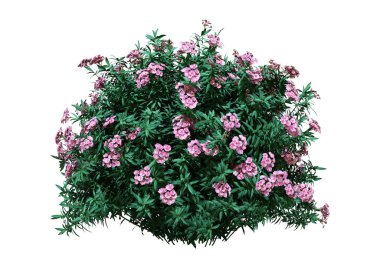 3D Rending Nerium Oleander Bush on White