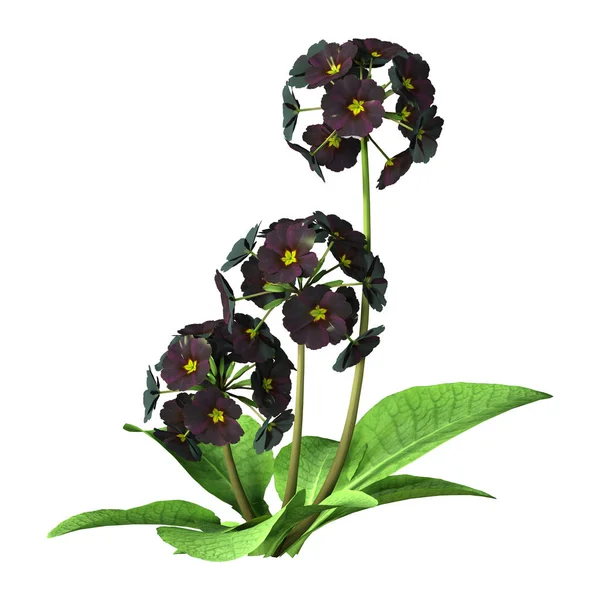 3D Rendering Cowslip Polianthus Flowers on White — 스톡 사진