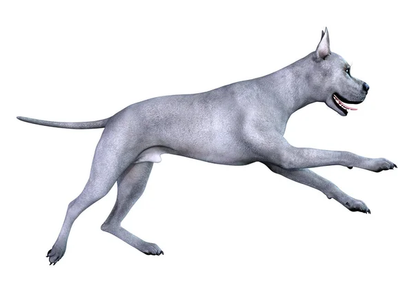 3D renderização azul Grat Dane Dog em branco — Fotografia de Stock