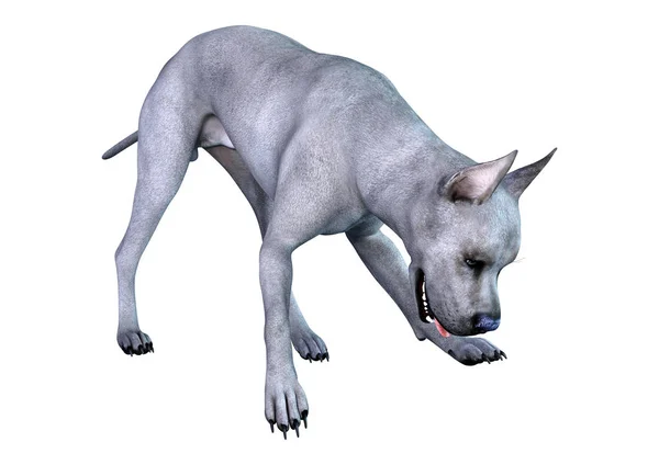 3D rendu bleu Grat Danois chien sur blanc — Photo