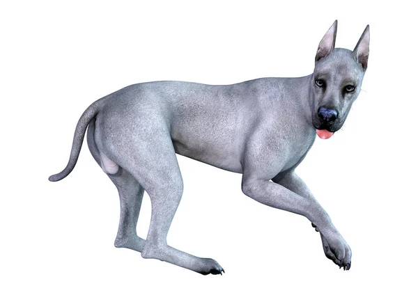 3D renderização azul Grat Dane Dog em branco — Fotografia de Stock