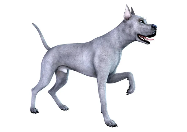 3D renderização azul Grat Dane Dog em branco — Fotografia de Stock