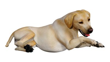 3D render Labrador köpeği beyaz