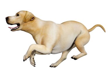 3D render Labrador köpeği beyaz