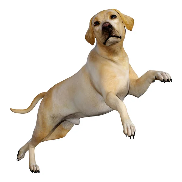 3D Rendering Labrador Hund auf weiß — Stockfoto