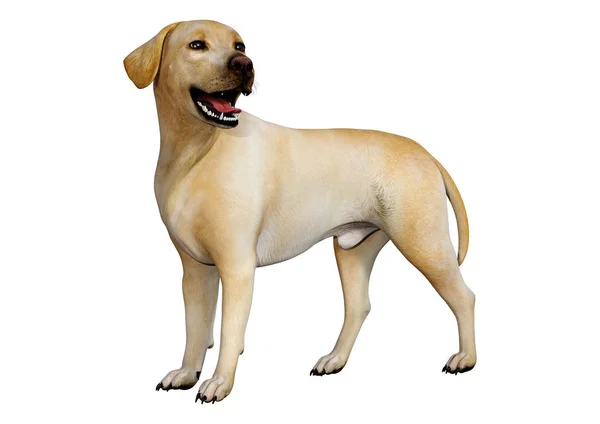 3D rendering Labrador hund på vit — Stockfoto