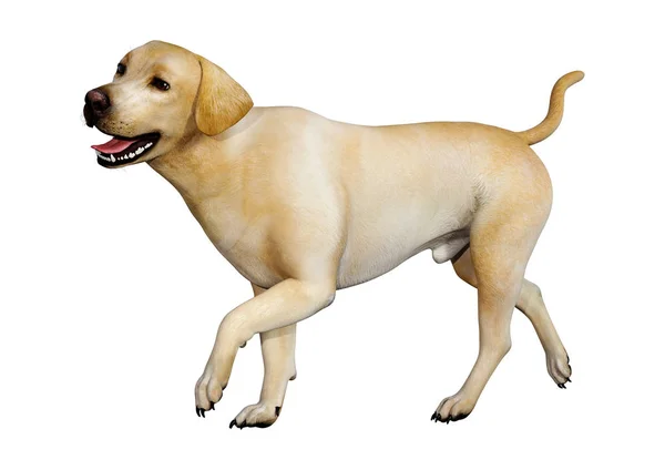 3D Rendering Labrador หมาบนสีขาว — ภาพถ่ายสต็อก