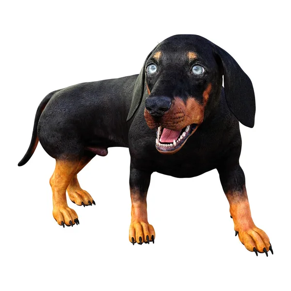 3d 渲染 Dachshound 在白色 — 图库照片