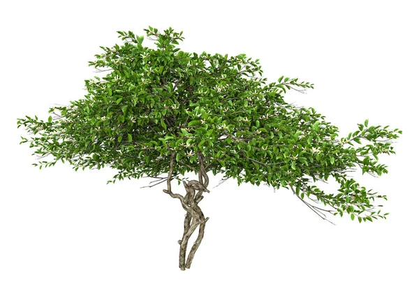 3D Rendering Lemon Blossom Tree on White — 스톡 사진