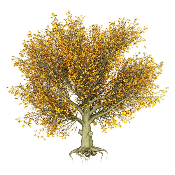 3D renderização árvore de faia no branco — Fotografia de Stock