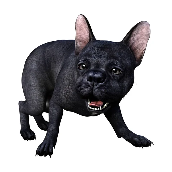 3D-rendering Franse Bulldog op wit — Stockfoto