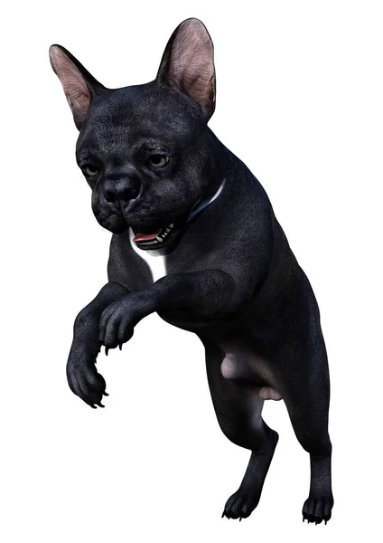 Beyaz üzerinde 3D render Fransız Bulldog — Stok fotoğraf