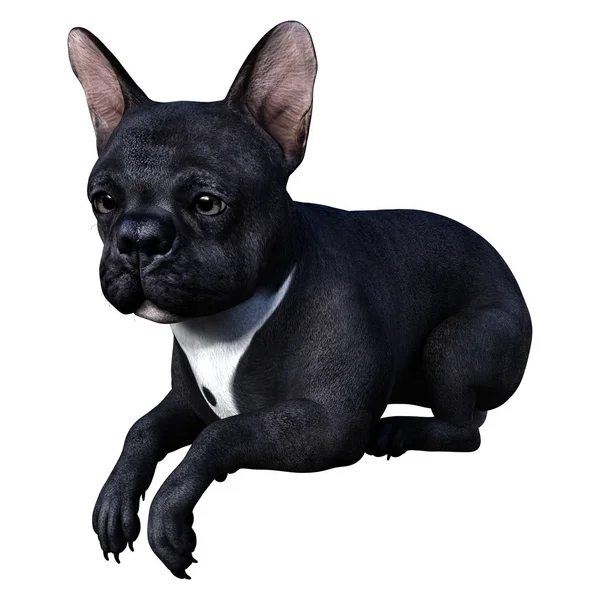 3D Rendering French Bulldog on White — Stock Photo, Image