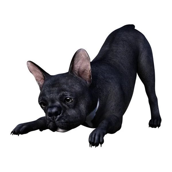 3D-rendering Franse Bulldog op wit — Stockfoto