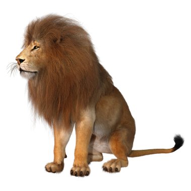 Beyaz üzerine 3D render erkek aslan