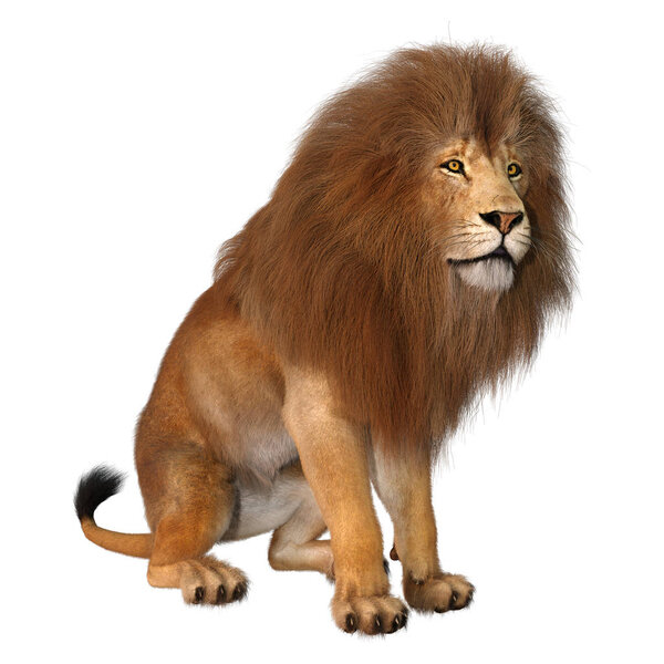 3D rendering of a male lion isolated on white background