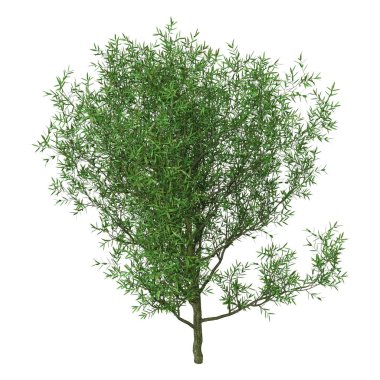 3d Renching Crack Willow on White