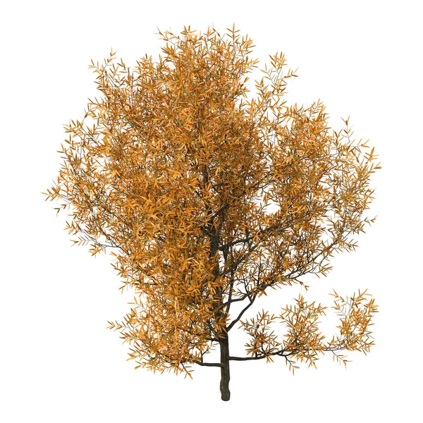 3D Rendering Crack Willow on White — Stock Photo, Image