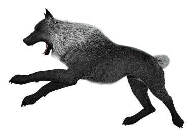 3D render siyah üzerine beyaz kurt