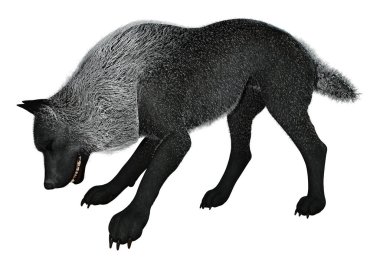 3D render siyah üzerine beyaz kurt