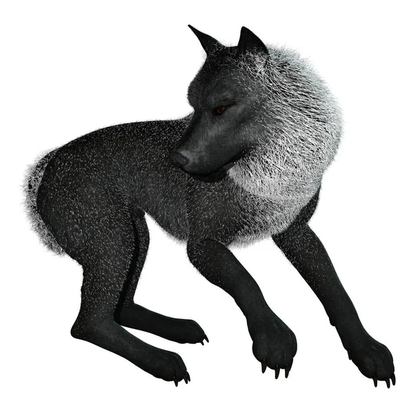 Rendu 3D Loup Noir sur Blanc — Photo