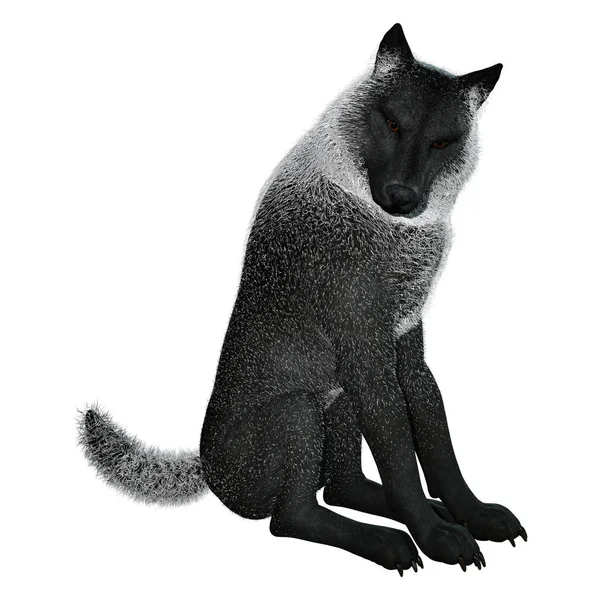 Rendu 3D Loup Noir sur Blanc — Photo