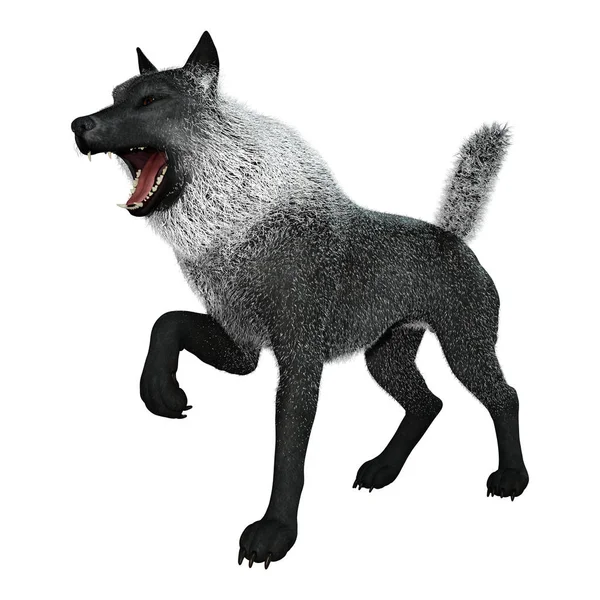 3D renderização lobo preto no branco — Fotografia de Stock