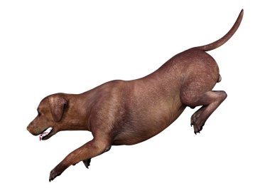 3D render Labrador köpeği beyaz