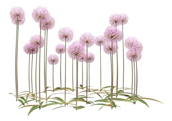 3D Rendering Fiori di Allium su bianco — Foto Stock