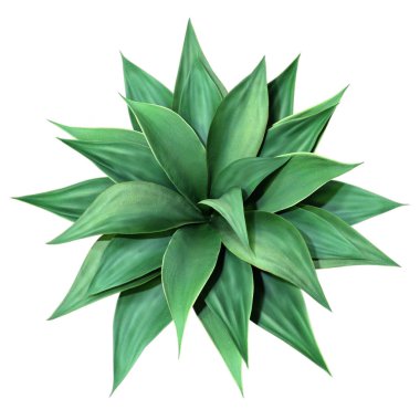 3d Beyaz Üzerine Agave Bitkisi Hazırlama
