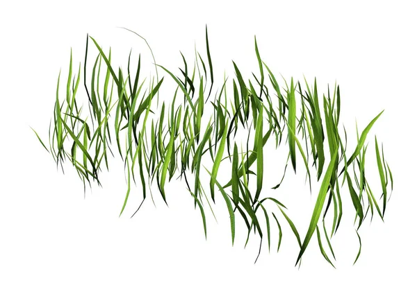 3D Rendering Patch of Grass on White — Stock Photo, Image