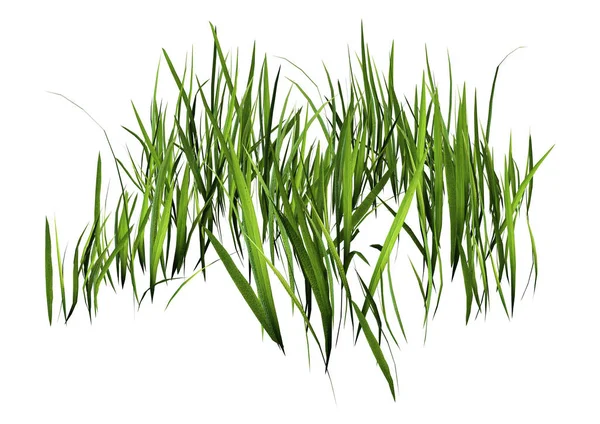 3D Rendering Patch of Grass on White — Stock Photo, Image