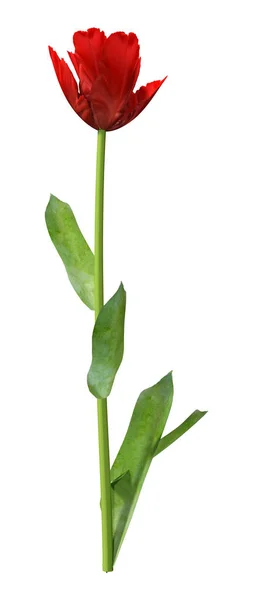 3D-рендеринг цветка тюльпана на белом — стоковое фото