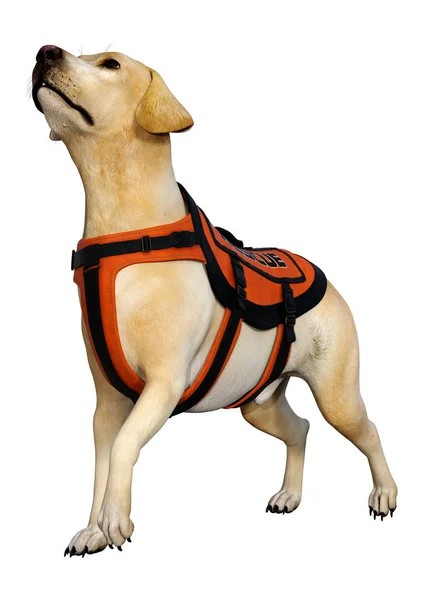 3D renderização Labrador Resgate Dog on White — Fotografia de Stock