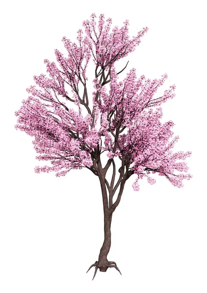 Rendu 3D rose fleurs Sakura arbre sur blanc — Photo