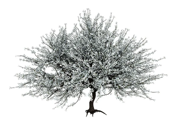 3D απόδοση ανθισμένη Sakura δέντρο στο λευκό — Φωτογραφία Αρχείου