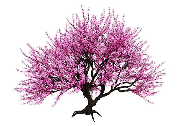 3D-rendering roze bloeiende Sakura boom op wit — Stockfoto