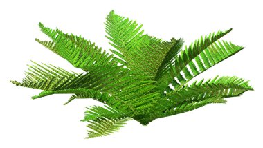 3D render dev Fern beyaz