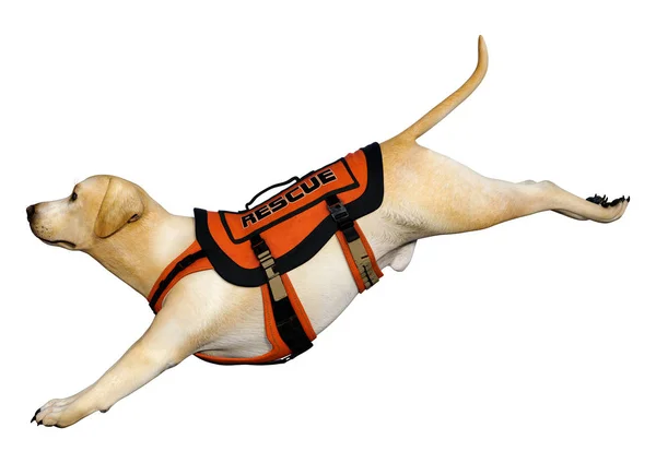 Representación 3D Labrador Rescate Perro en Blanco —  Fotos de Stock